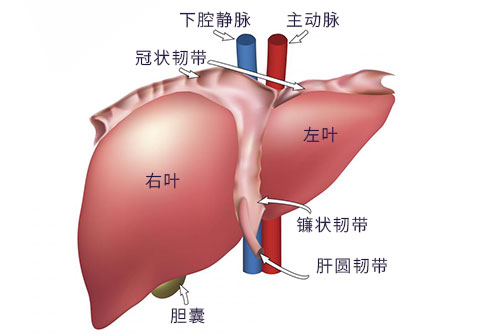 巨型肝癌的特色治疗