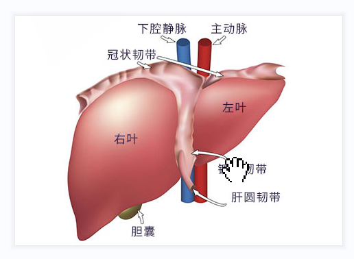 肝癌常见的症状